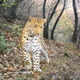 Illustration for article titled Our favorite photographs from this years BBC Camera-trap Photo of the Year competition